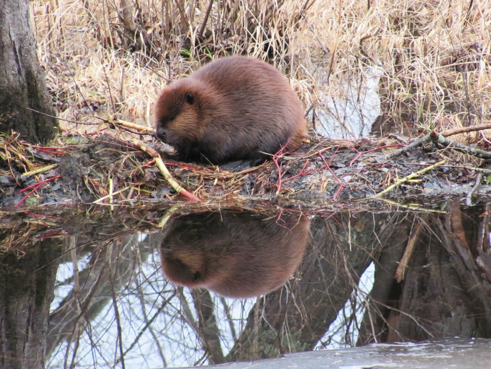 Scenes from the North Country: Not-so-busy Beaver